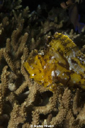Leaf Scorpion fish in Bali.  Shot with a cannon 450d by Bradley Mihelich 
